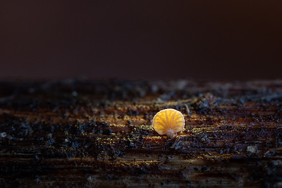 251219-JSP-NC_fungi-176