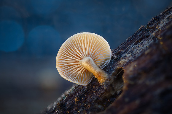 251219-JSP-NC_fungi-248_Stacked