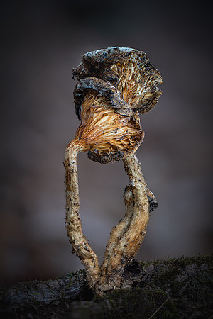 251218-JSP-NC_fungi-357_Stacked
