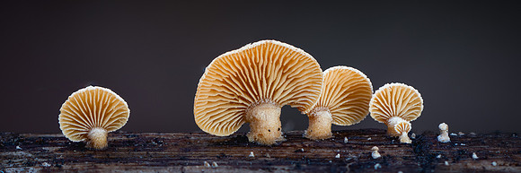 251218-JSP-NC_fungi-555_Stacked