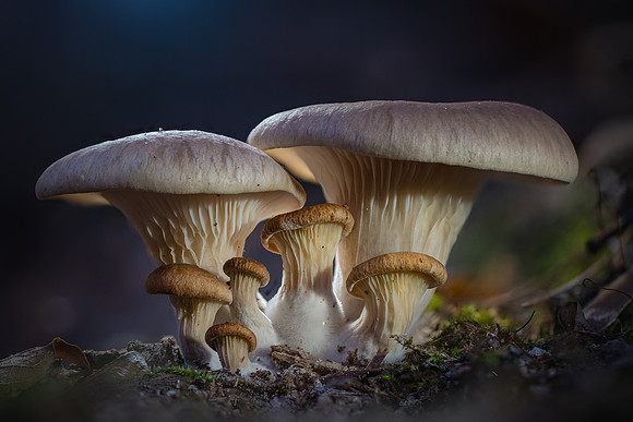 251227-JSP-NC_fungi-1383_Stacked