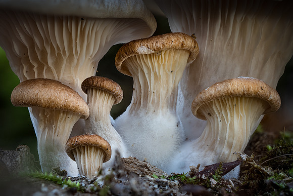 251227-JSP-NC_fungi-1111_Stacked-25