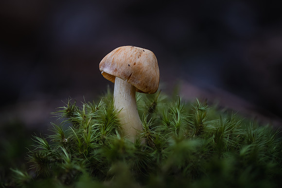251227-JSP-NC_fungi-840_Stacked