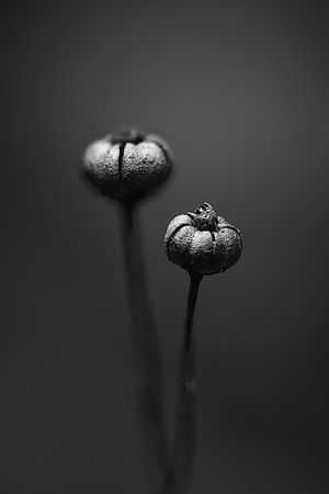 251227-JSP-NC_fungi-882_Stacked