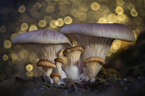 251227-JSP-NC_fungi-1331_Stacked-26