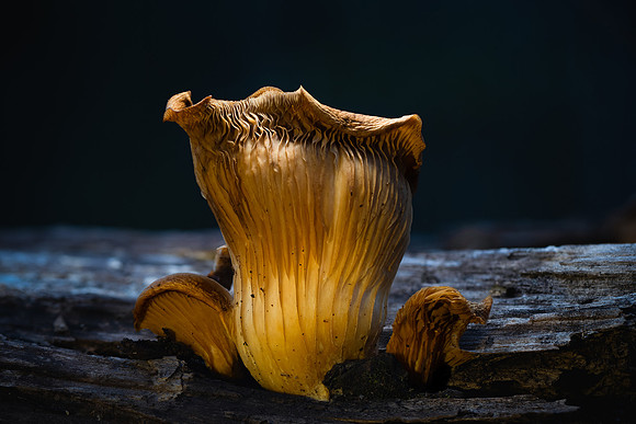 DSC_0366_S