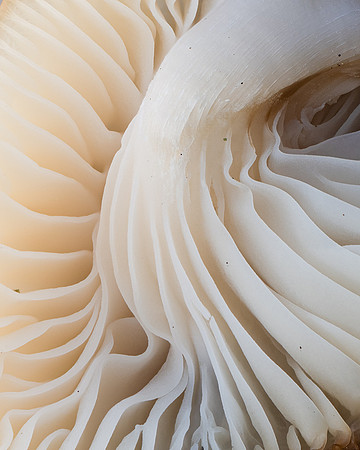 251212-JSP-NC_fungi-5_Stacked