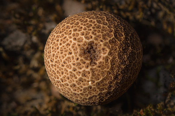 251120-JSP-NC_fungi-20553_S