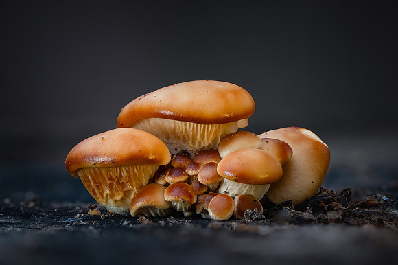 260103-JSP-NC_fungi-208_S