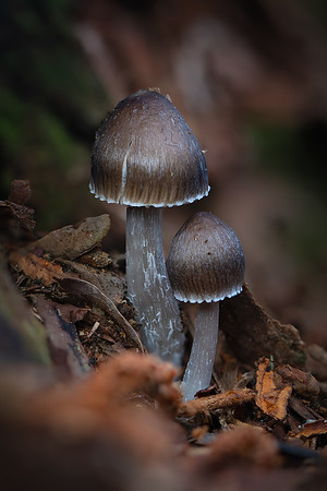 260103-JSP-NC_fungi-284_S