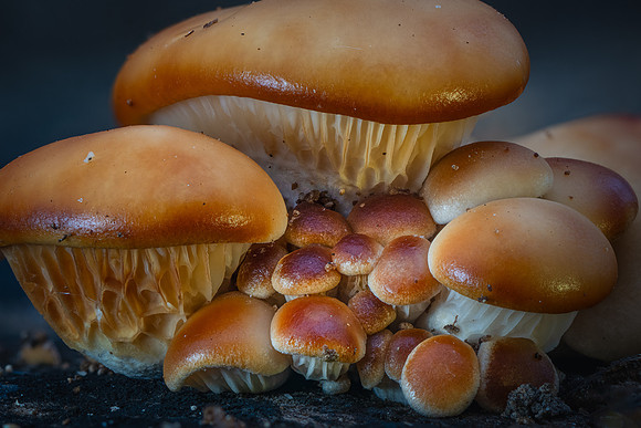 260103-JSP-NC_fungi-251_S