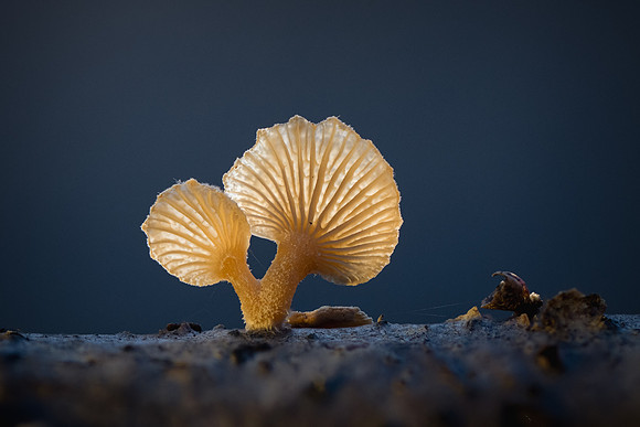 260107-JSP-NC_fungi-569_S
