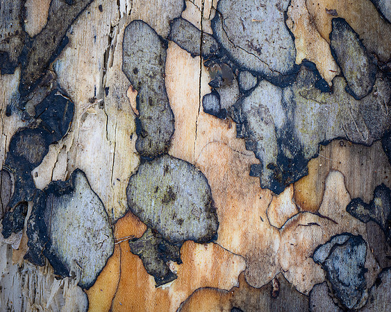 260112-JSP-NC_fungi-327_S