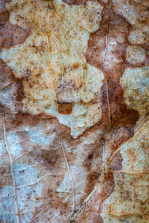 260114-JSP-NC_fungi-338_S-1