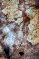 260114-JSP-NC_fungi-380_S