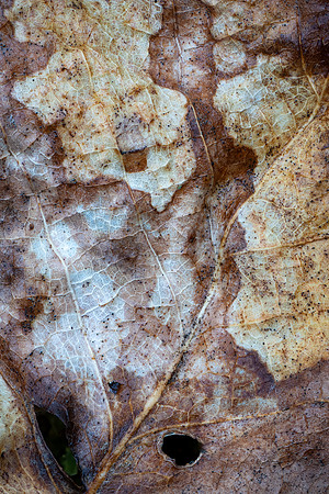260114-JSP-NC_fungi-380_S