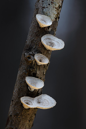 260114-JSP-NC_fungi-438_S