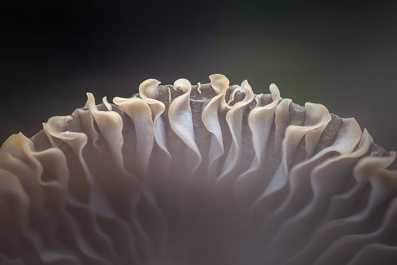 260102-JSP-NC_fungi-1_S