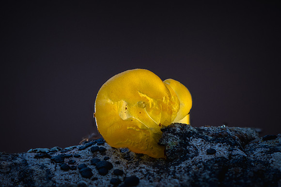 260119-JSP-NC_fungi-415_S