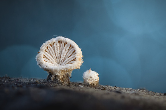 260120-JSP-NC_fungi-737_S