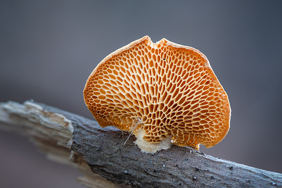 260123-JSP-NC_fungi-51_S