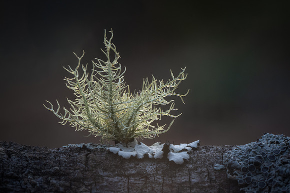 260106-JSP-NC_fungi-43_S-2