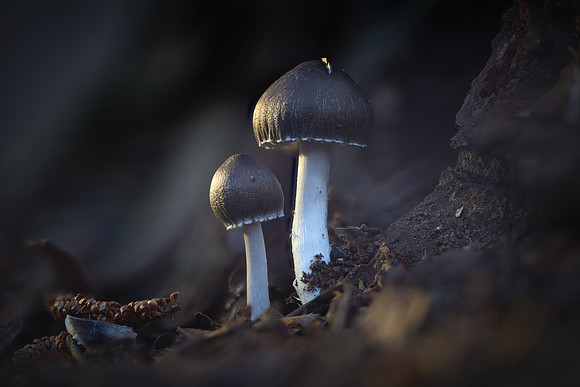 260106-JSP-NC_fungi-308_S