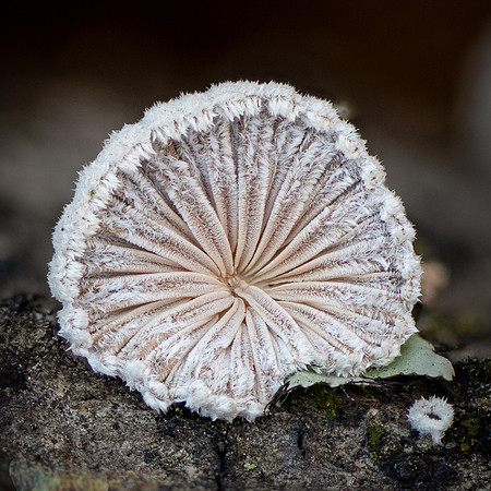 260120-JSP-NC_fungi-535_S