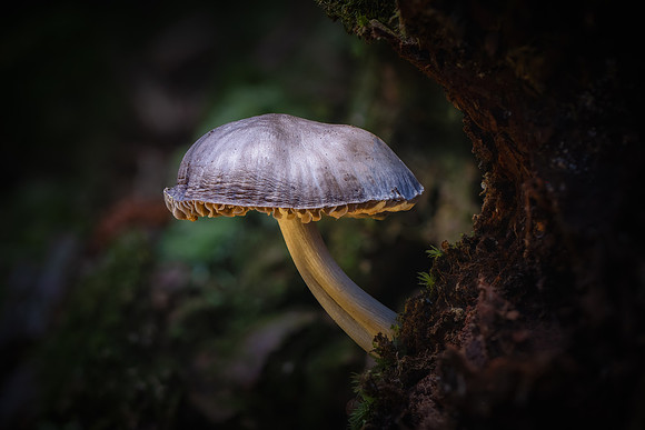 260106-JSP-NC_fungi-223_S-3