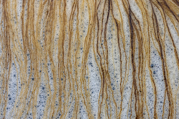20241026_JMS_NC_fungi_0016