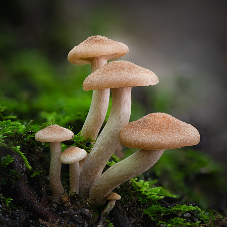 250830-JSP-NC_fungi-10031_S