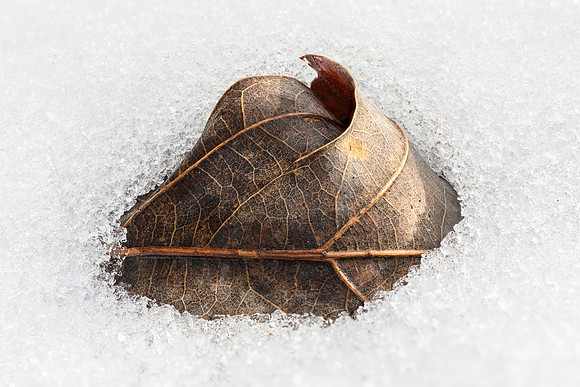 260203-JSP-NC_fungi-85_S