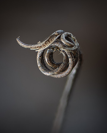 260206-JSP-NC_fungi-295_S