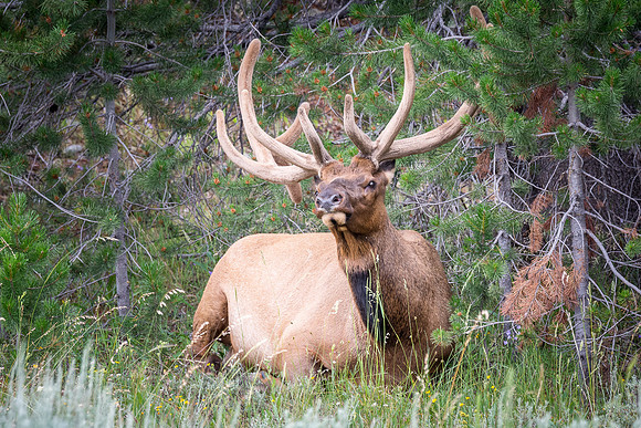Tetons-JMS-150705_0292