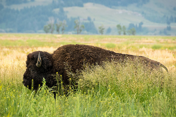 Tetons-JMS-150709_1290