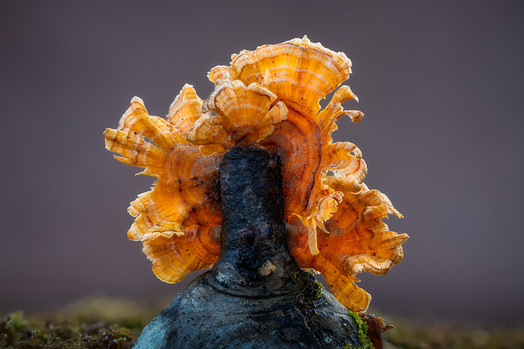 260119-JSP-NC_fungi-7_S-4