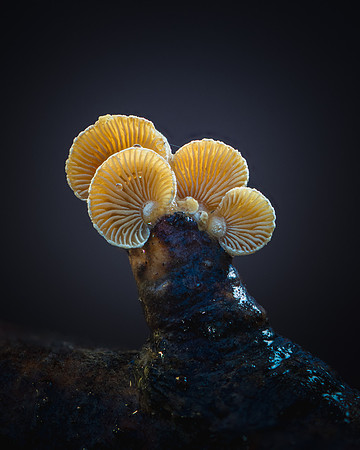 251218-JSP-NC_fungi-963_Stacked-6