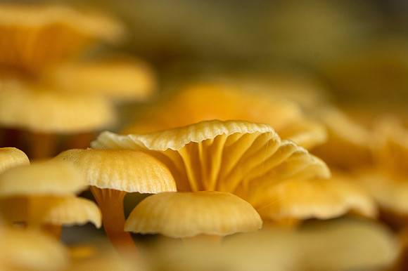 250615-JSP-NC_fungi-2590