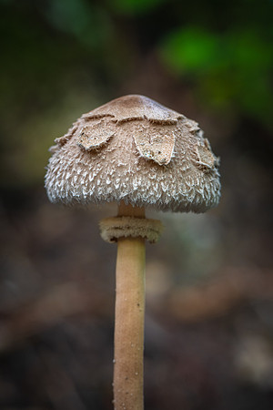250812-JSP-NC_fungi-6404