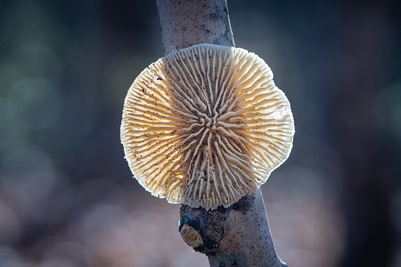 260312-JSP-NC_SmallThings-1