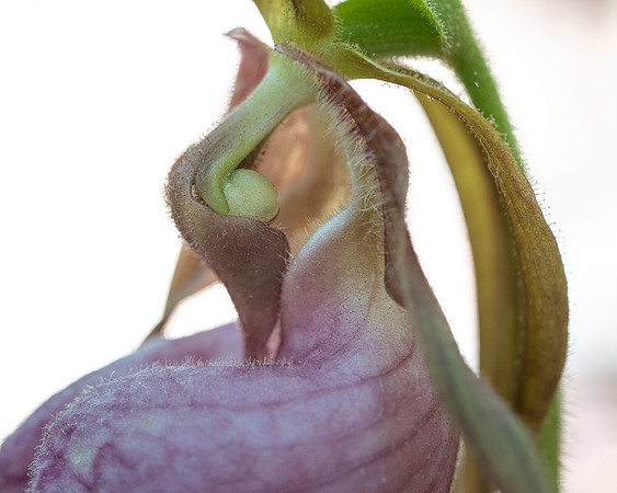260503-JSP-NC_PisgahNF-537