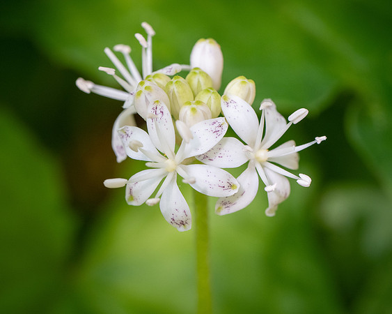 260503-JSP-NC_PisgahNF-704