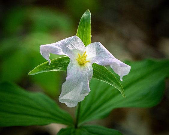 260504-JSP-NC_PisgahNF-787