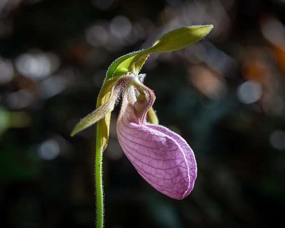 260503-JSP-NC_PisgahNF-520