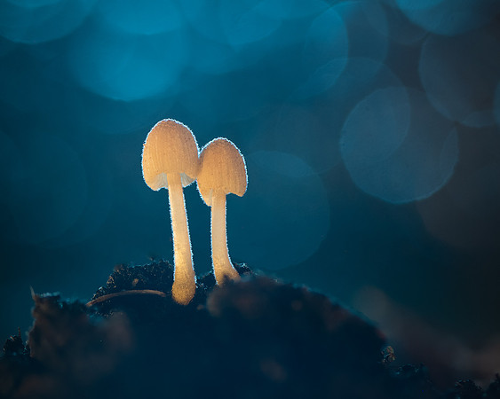 260529-JSP-NC_Fungi-73_Stk