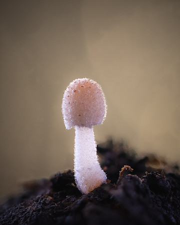 260529-JSP-NC_Fungi-466_Stk