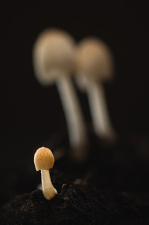 260529-JSP-NC_Fungi-661_Stk