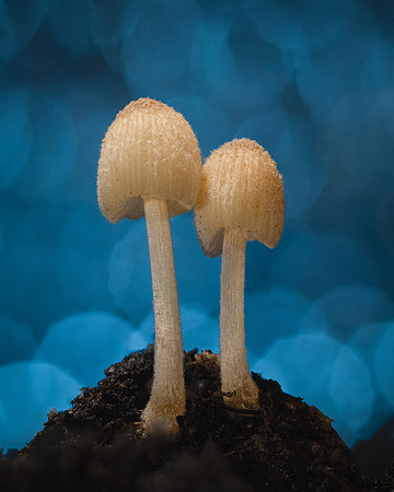 260529-JSP-NC_Fungi-693_Stk
