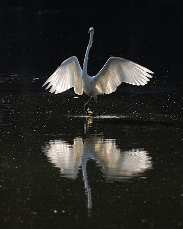 260606-JSP-NC_Fauna-Birds-250
