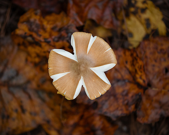20241026_JMS_NC_fungi_0130-359